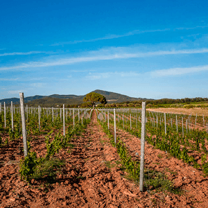 Castello del Terriccio foto 1