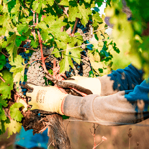 Castello del Terriccio foto 2