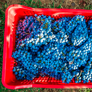 Castello del Terriccio foto 3