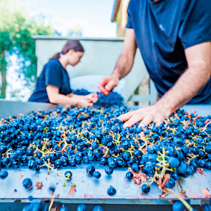 Castello del Terriccio foto 4